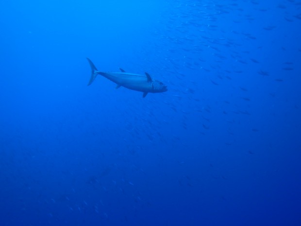 魚たちのバトル