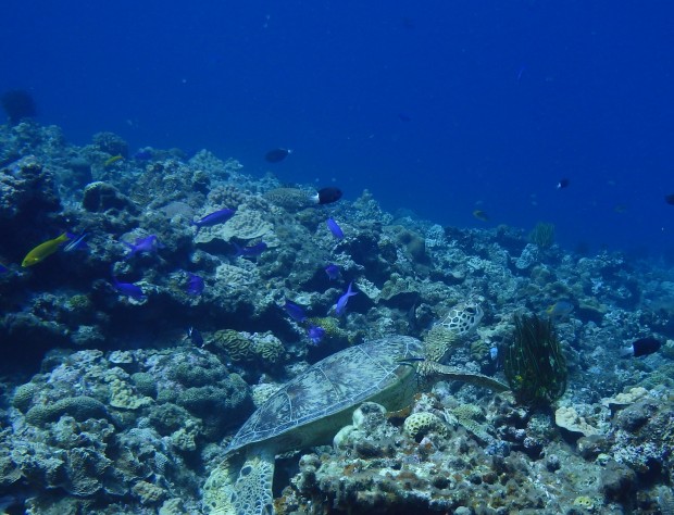 魚とカメ