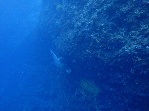 壁沿いに泳ぐネムリブカ
