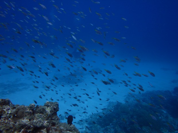 魚影と透明度