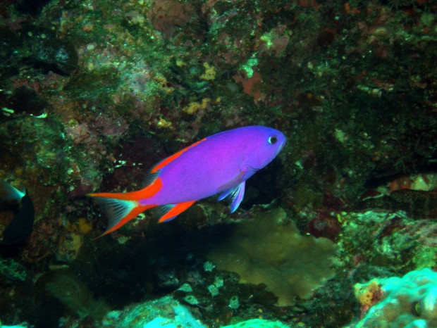 タテスジハタ幼魚