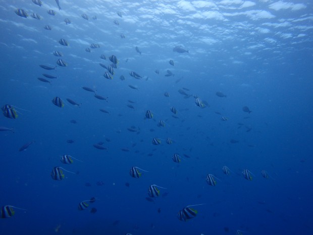 ムレハタタテダイと水面