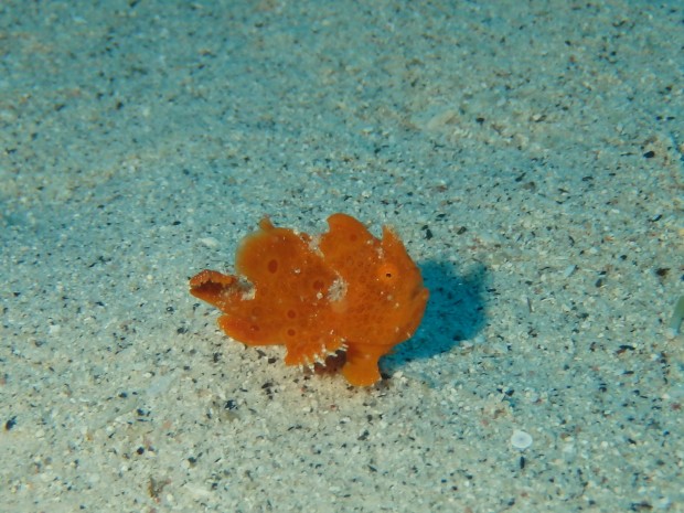 砂地にカエルアンコウ