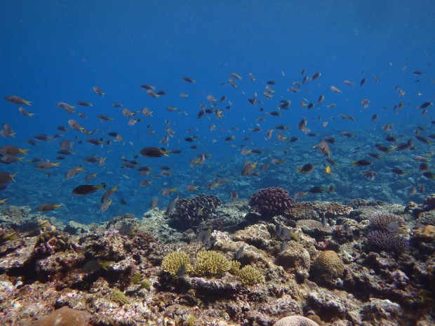 魚のサンゴ