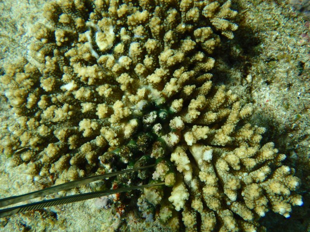 サンゴの隙間にレイシ貝