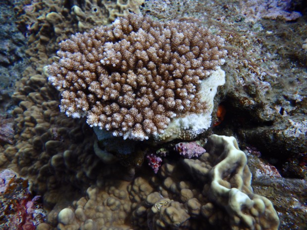 サンゴの根元にレイシ貝