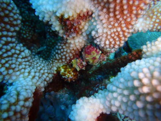 サンゴの奥にレイシ貝