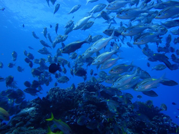 ウチザン礁の魚影