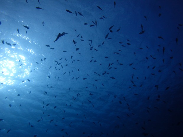 水面と魚影