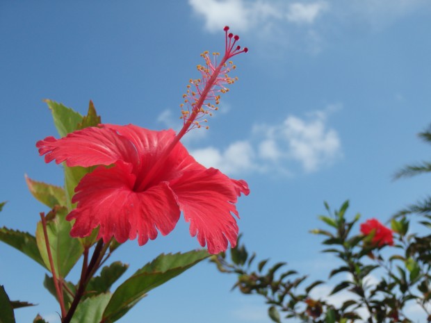 ハイビスカスと青空