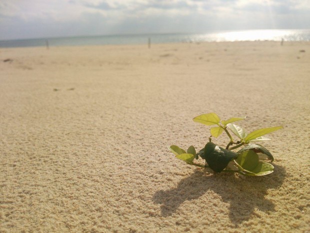 海と砂浜