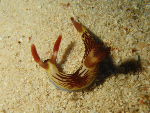 クロスジリュウグウウミウシ