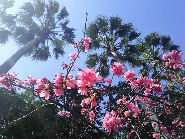 青空と桜