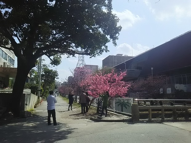 桜の木で記念撮影