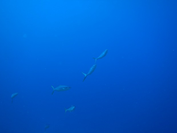 ツムブリ