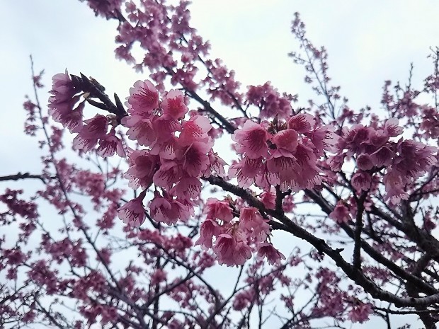 桜