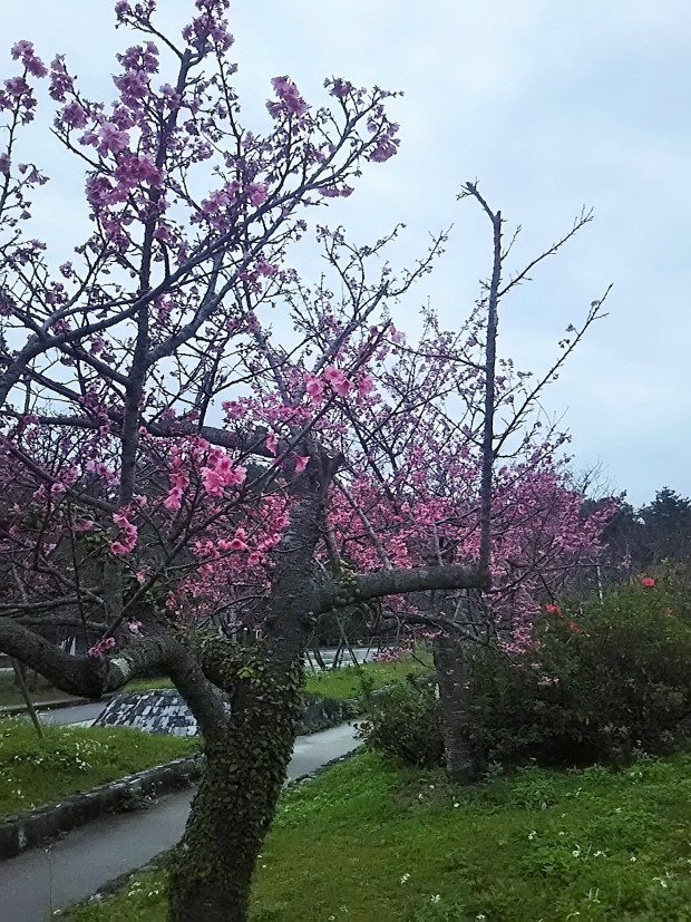 満開の桜