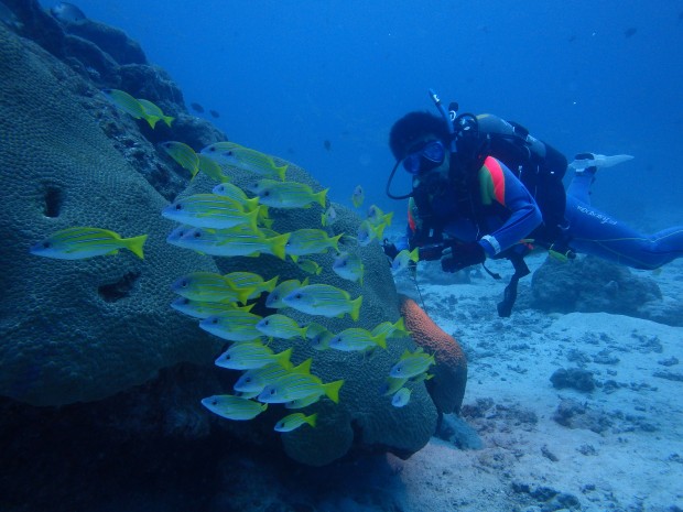 ダイバーと魚