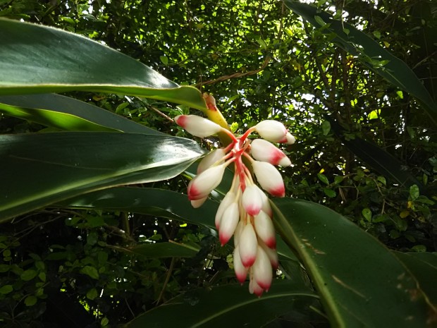 月桃の花