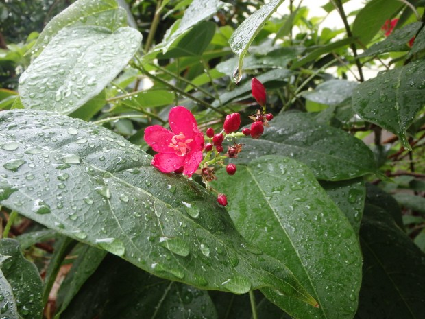 雨に濡れた花と緑