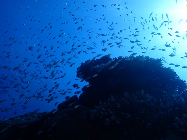 魚影と陽射し