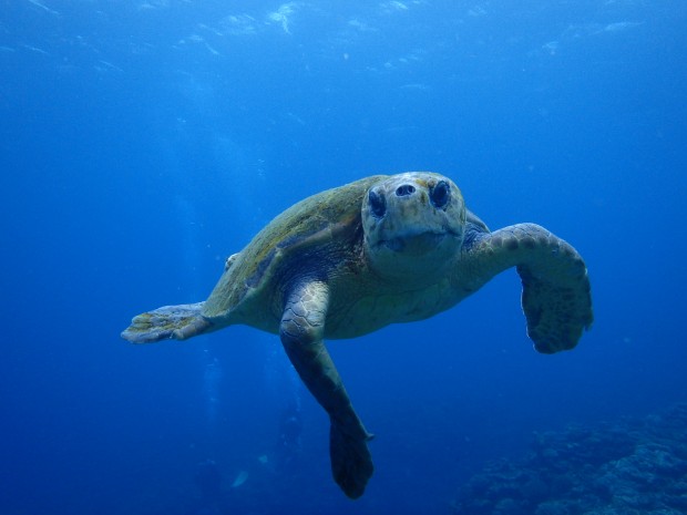 アカウミガメ正面顔