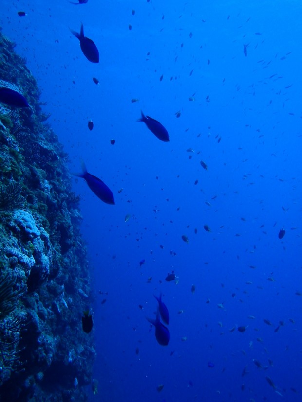 地形と魚影