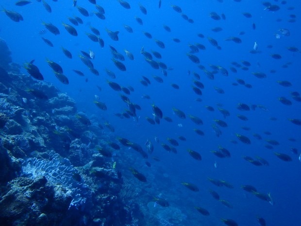 魚影