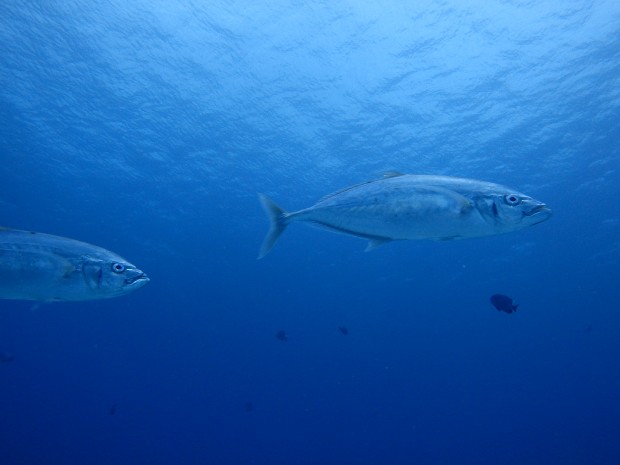 回遊魚