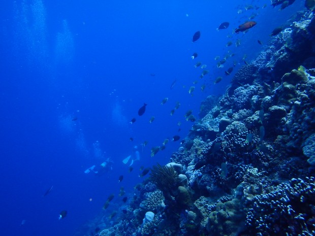 魚影とダイバー