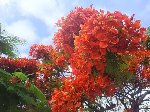 ホウオウボクの花