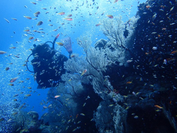 魚影とダイバー