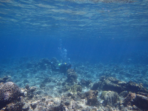 浅瀬を泳ぐダイバー