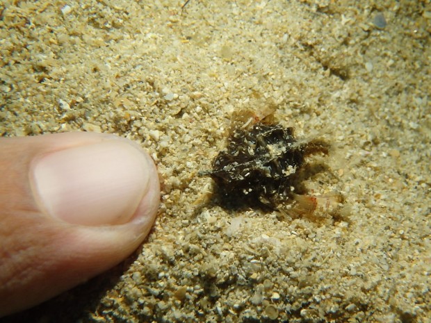 ウミテング幼魚