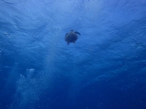 カメと水面