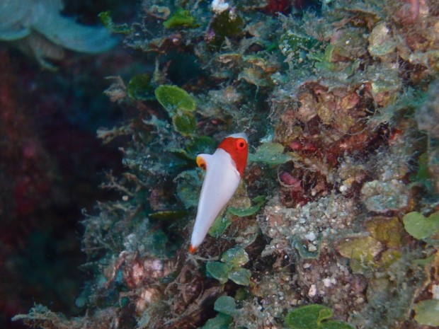 イロブダイ幼魚