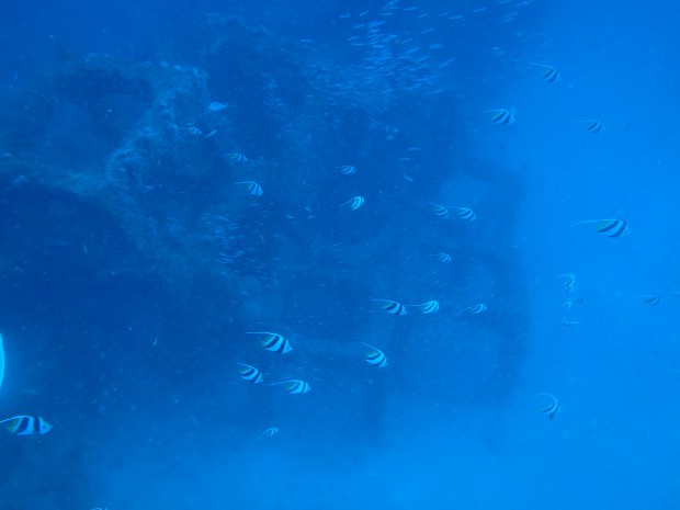 魚礁