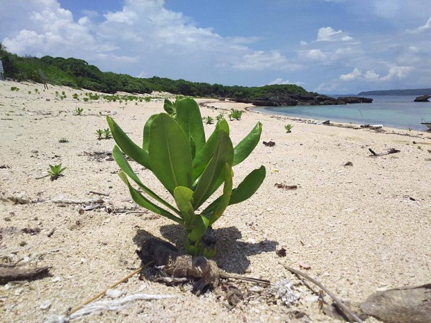 無人島上陸