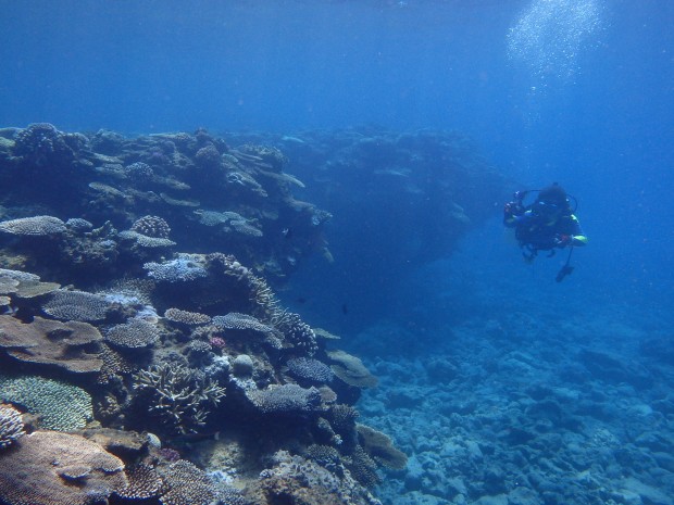 サンゴを眺めるダイバー