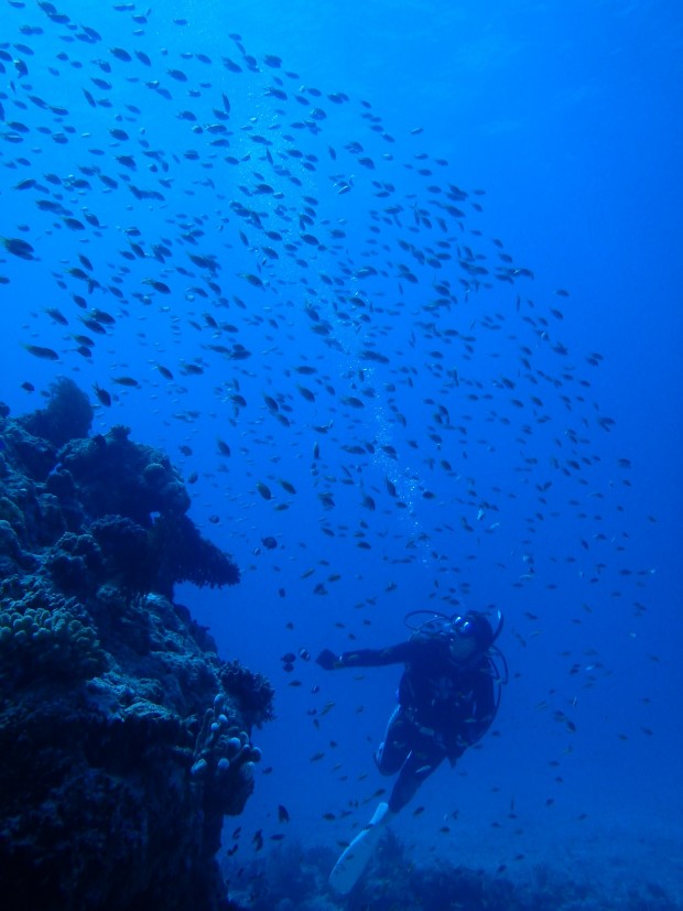 魚影とダイバー