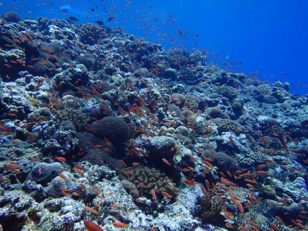 カラフルな魚たち