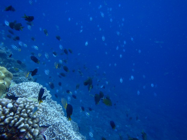 サンゴと魚