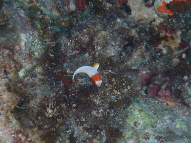 イロブダイ幼魚