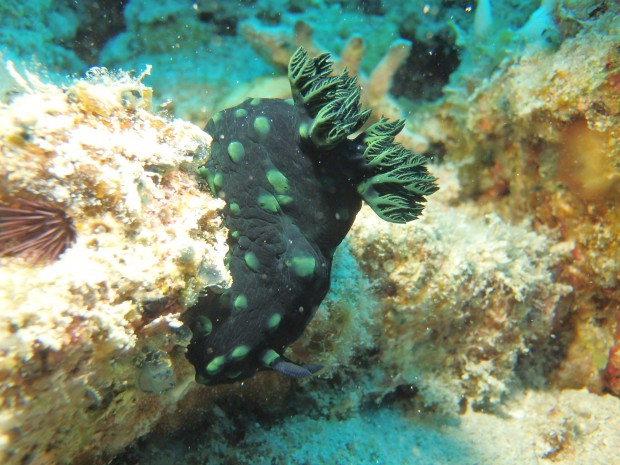 トサカリュウグウウミウシ