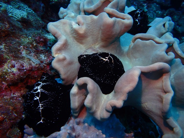 ウミウサギ貝
