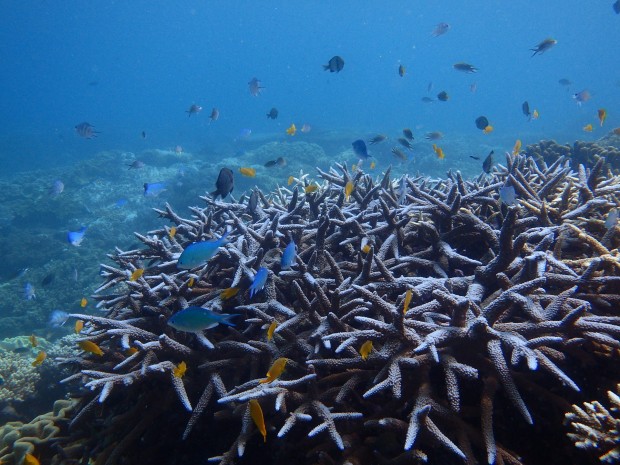 枝サンゴに群れる魚たち