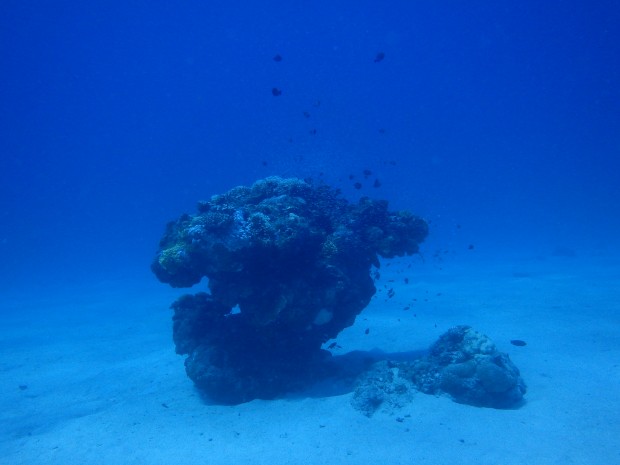 砂地の根