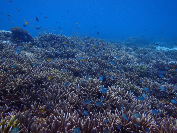 枝サンゴと魚の群れ