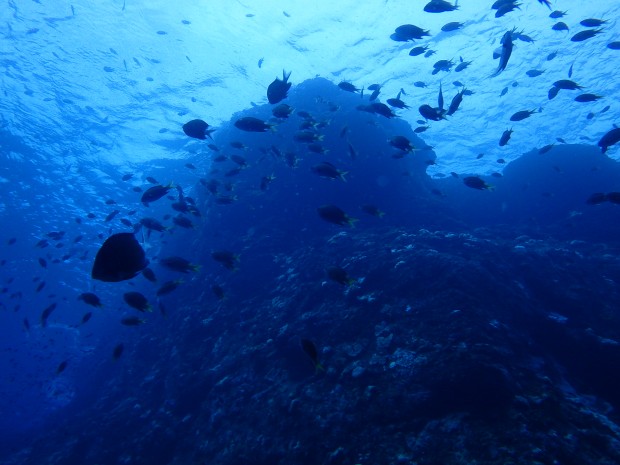 地形と魚影