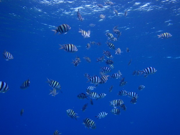 魚いっぱい